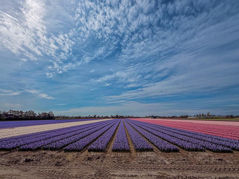 Flower fields around Lisse